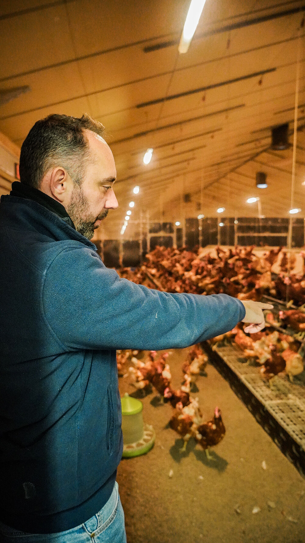 laurent decaluwé éleveur producteur commerçant poules bio