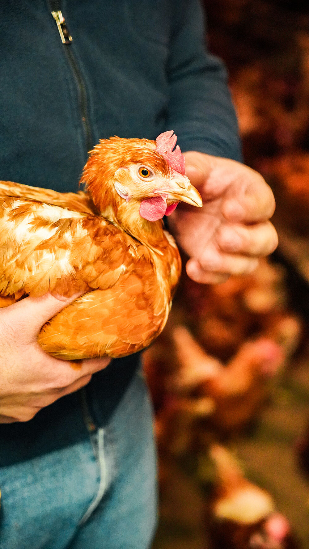 poules en élevages bio