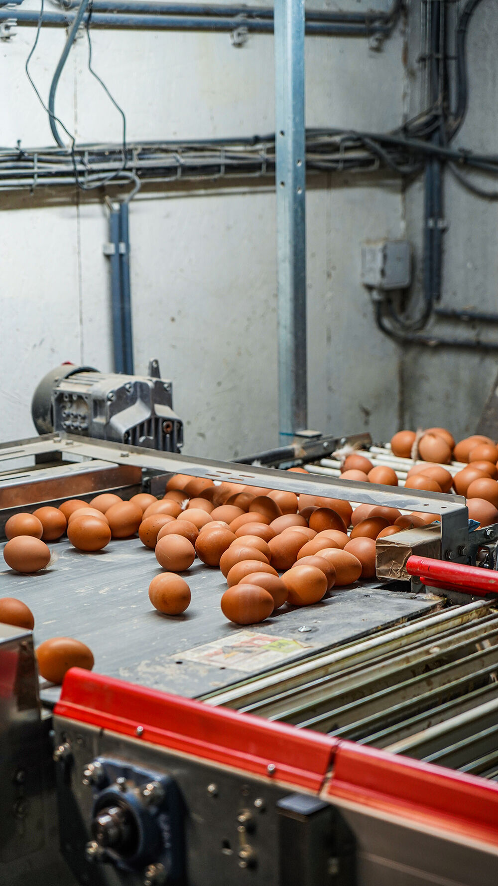 process chaîne de triage des oeufs bio
