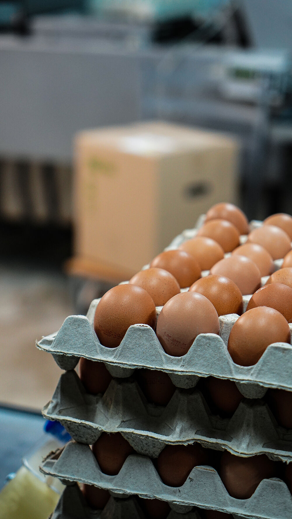 stockage d'oeufs bio packaging boite
