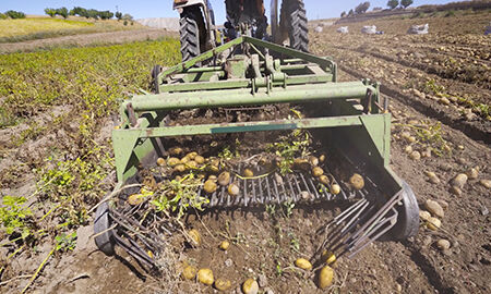 Récolte de pommes de terre tracteur