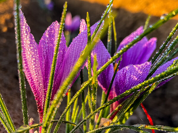 Fleurs de safran couvertes de rosée au lever du soleil dans une safranière belge
