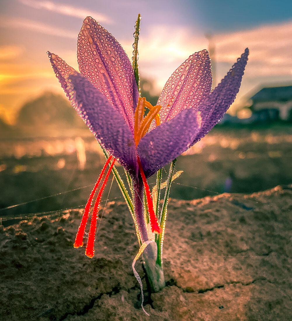 Fleur de safran avec ses pistils rouges, couverte de rosée, au lever du soleil dans une safranière belge.