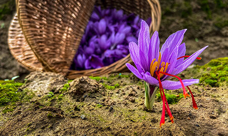 Fleur de safran en pleine terre avec un panier rempli de fleurs fraîchement récoltées en arrière-plan.