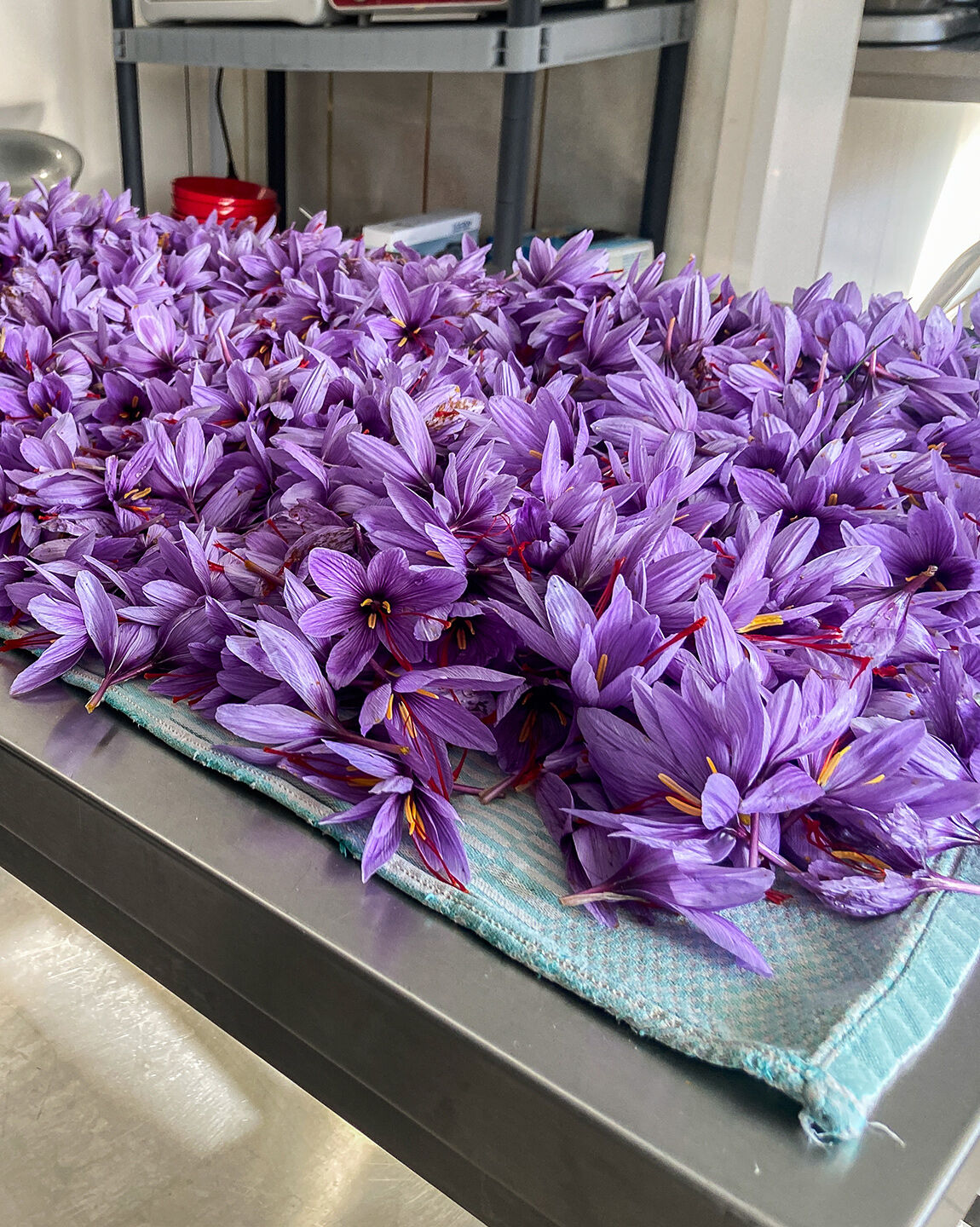 Récolte de fleurs de safran fraîchement cueillies, prêtes pour l’extraction des pistils.
