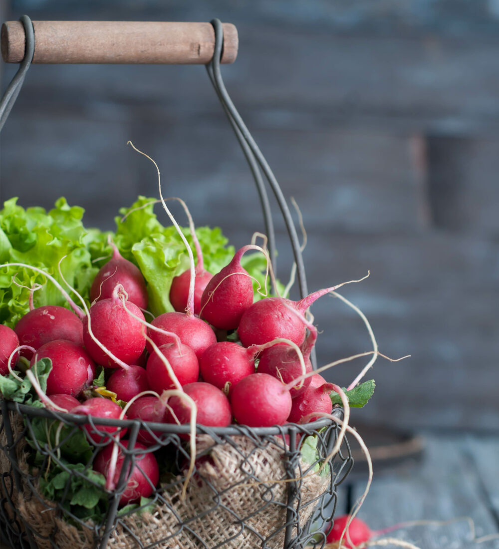 panier de radis