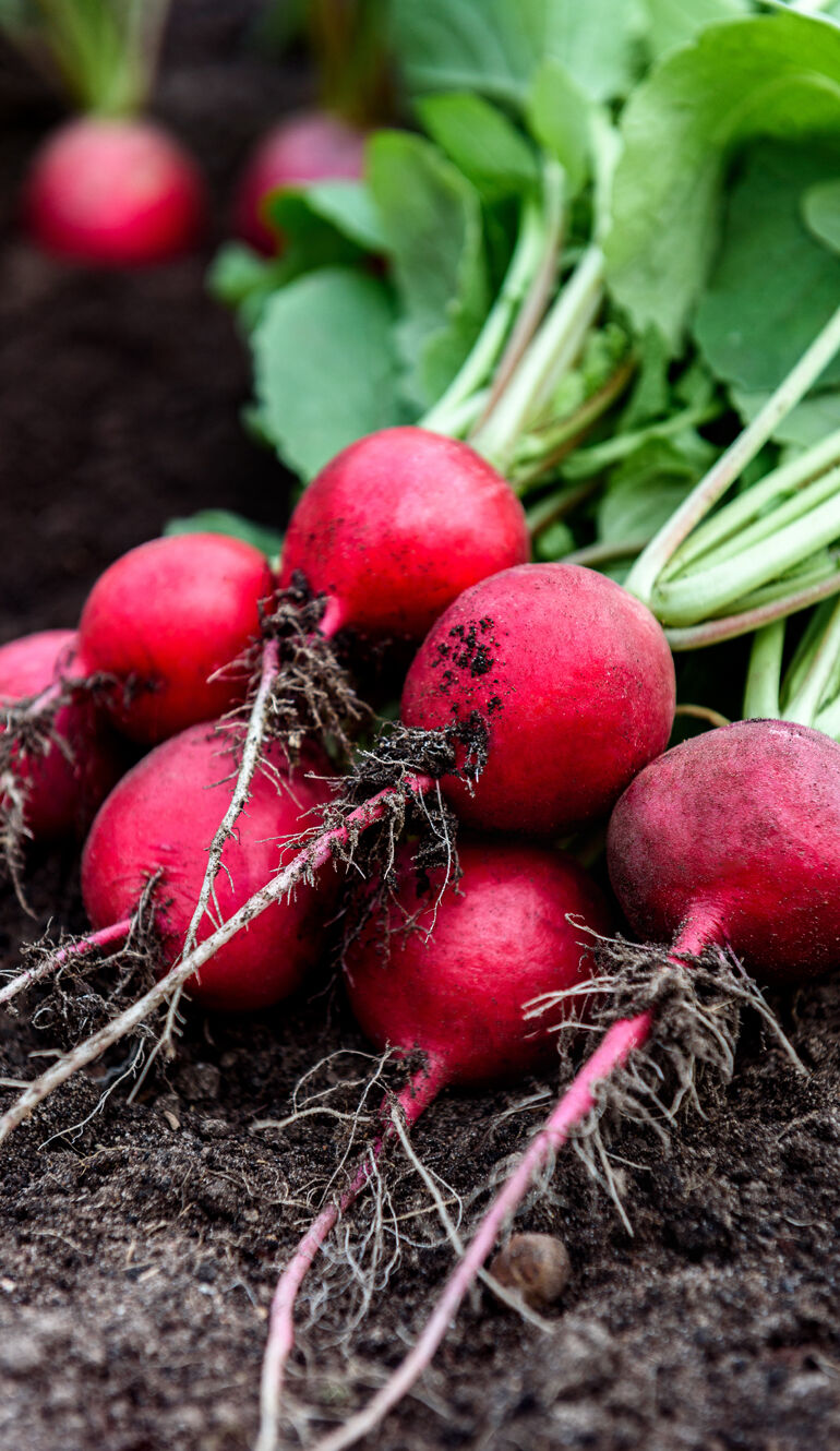 radis terre récolte