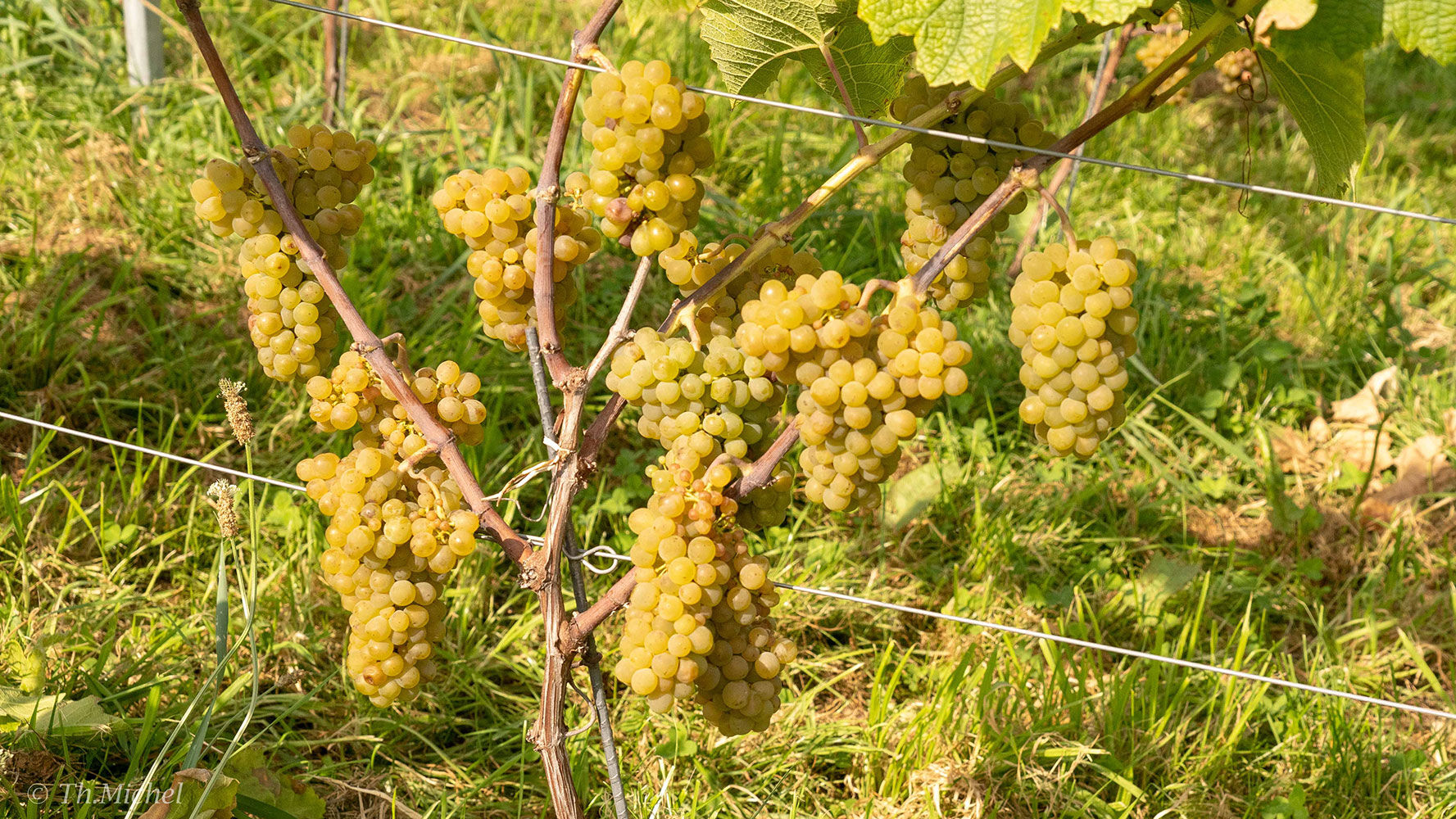Domaine Bellum Fagetum