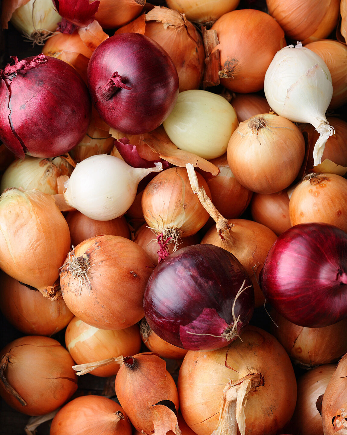 variétés d'oignons, oignons jaunes, oignons rouges, oignons blancs