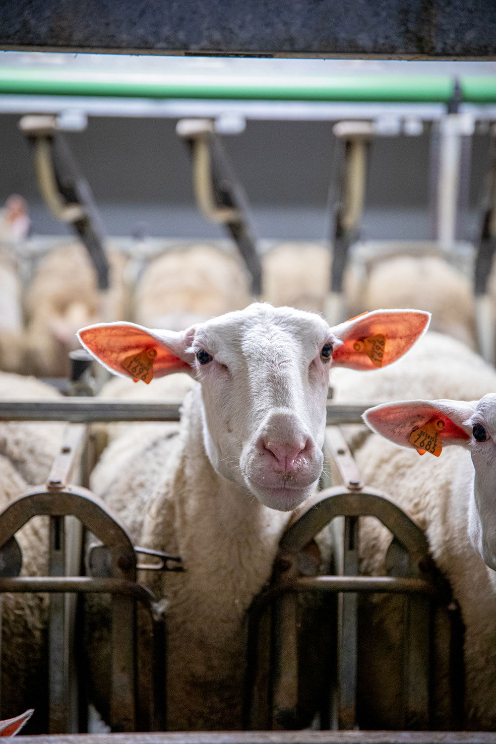 La Bergerie d&rsquo;Acremont