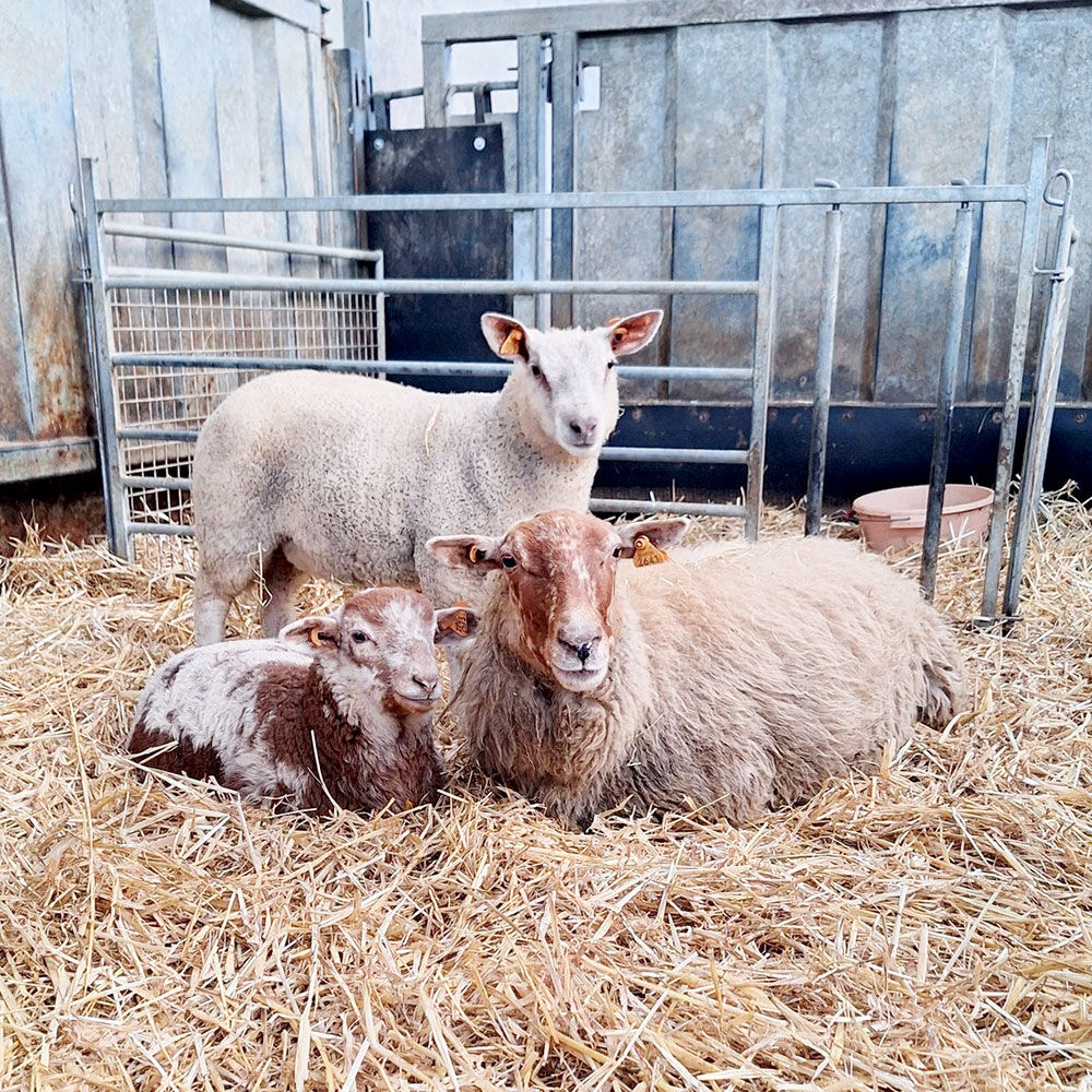 La bergerie du Sart By Cedric & Joy