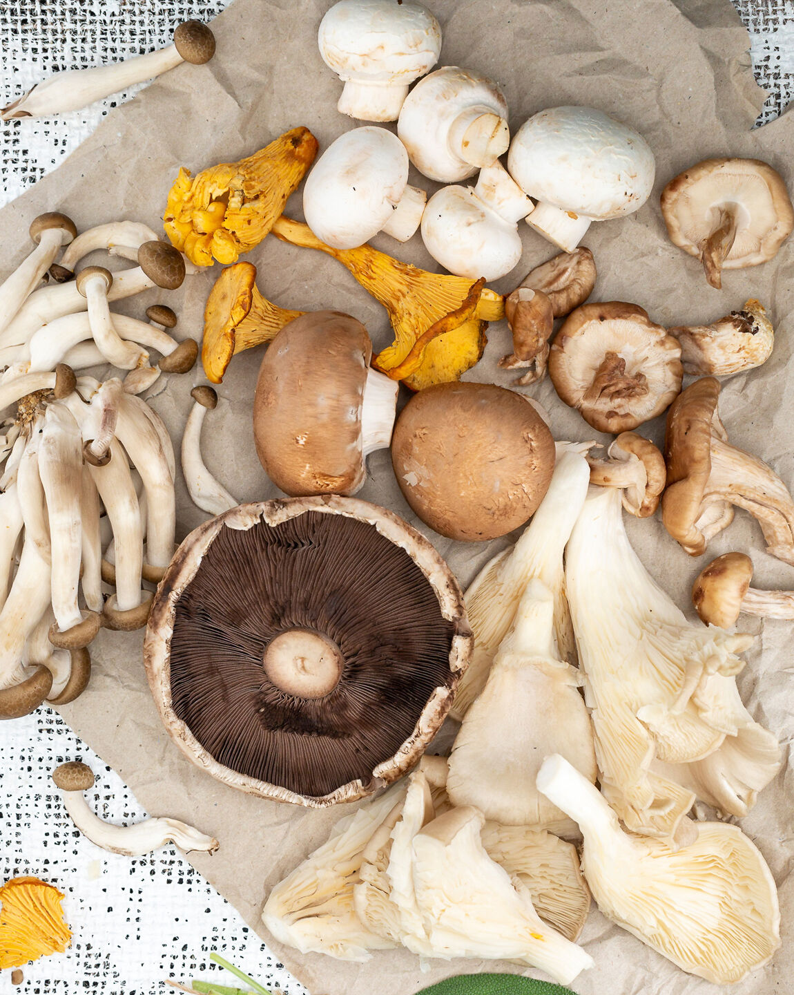 variétés champignons cueillette